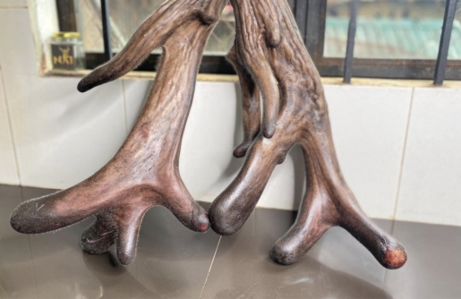 Bán Lộc Nhung Nai