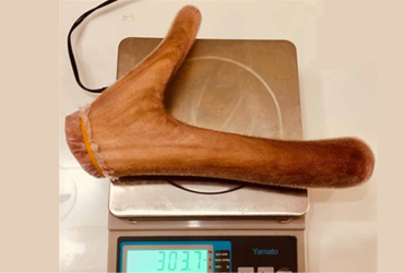 Nhung hươu tươi nguyên nhánh - 303,7gr