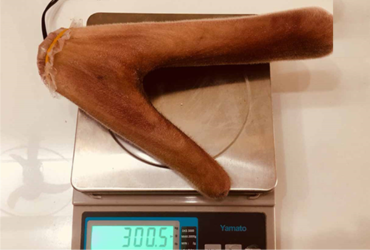 Nhung hươu tươi nguyên nhánh - 300,5gr