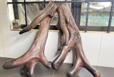 Nhung nai tươi - HN001