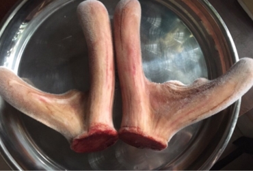 Nhánh nhung hươu cặp