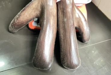 Nhánh nhung nai tươi