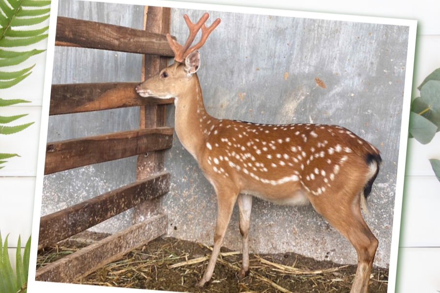 Chuyển giao con giống cho anh Đức