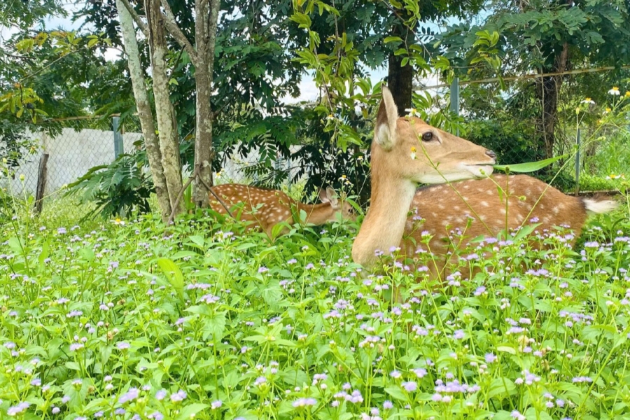 Chuyển giao con giống cho anh Sơn