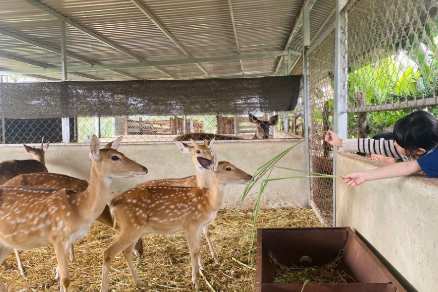 Chuyển giao con giống cho anh Thuật