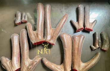  5 lý do bạn nên chọn Lộc Nhung Hươu Nai từ Nai Farm