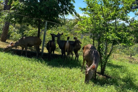 Chuyển giao con giống cho anh Hùng