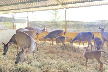 Chuyển giao con giống cho anh Quý