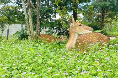 Chuyển giao con giống cho anh Sơn