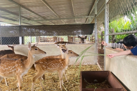 Chuyển giao con giống cho anh Thuật